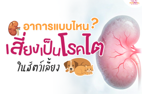 อาการที่ทำให้สัตว์เลี้ยงเสี่ยงโรคไต 1