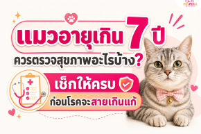 What Health Checks Should Cats Over 7 Years Old Have?
