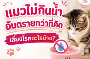 When Your Cat Won't Drink Water: Hidden Dangers and Health Risks