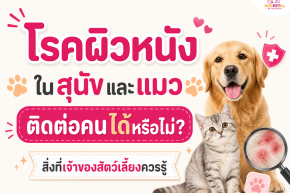Skin Diseases in Dogs and Cats: Can They Be Transmitted to Humans? What Pet Owners Need to Know