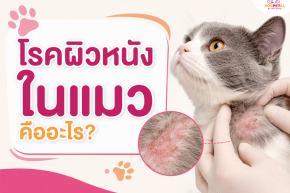 โรคผิวหนังในแมว คืออะไร