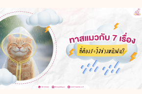 ทาสแมวกับ 7 เรื่องที่ต้องระวังช่วงหน้าฝน
