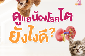 5 ข้อสังเกตที่บอกว่าน้องแมวเข้าสู่วัยชรา(copy)