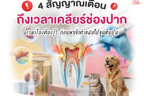 ขูดหินปูนในสุนัขแมว