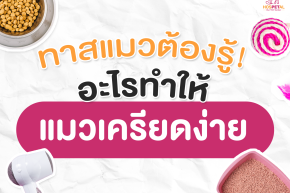 แมวเครียดไม่ยอมกินข้าว