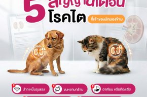 โรคไตในสุนัขแมวปรึกษาเรา Hospetal By PRS Center