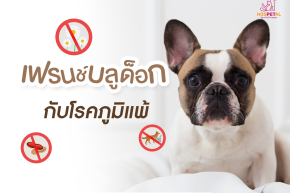 เฟรนช์บลูด็อกกับโรคภูมิแพ้