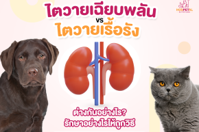 5 ข้อสังเกตที่บอกว่าน้องแมวเข้าสู่วัยชรา(copy)(copy)