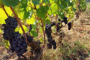 Harvest 2023 Domaine BRUNO CLAIR