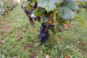 Harvest 2023 Domaine LAURENT ROUMIER