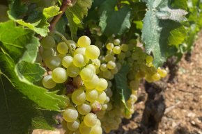 Harvest 2023 Domaine LEFLAIVE