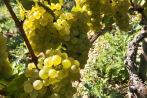 Harvest 2024 Domaine LEFLAIVE