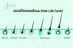 วงจรชีวิตของเส้นผม (Hair Life Cycle) - สาระน่ารู้จาก Jhair serum