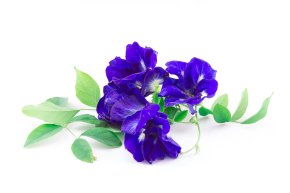 ดอกอัญชัน (Butterfly pea)