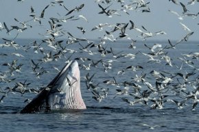 ดูปลาวาฬ ชมฝูงนก ลานตากับหิ่งห้อย ที่เพชรบุรี