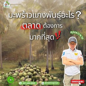 มะพร้าวแกงที่ดีที่สุด