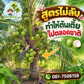 coconut-small1