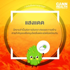 7 ปัจจัยเอื้อต่อการปลูกกัญชา - แสงแดด