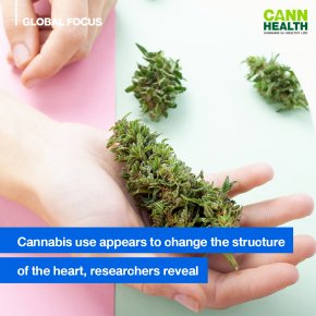 Cannabis use appears to change the structure of the heart, researchers reveal