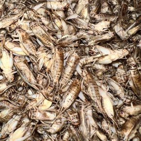 Why are crickets a good source of protein?