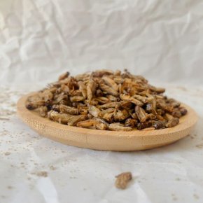 Eating crickets is generally safe and can be nutritious: 