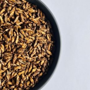 Prospects for insects as human food