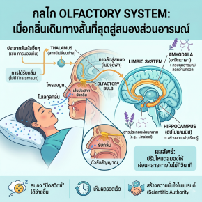 กลไก Olfactory System: เมื่อกลิ่นเดินทางสั้นที่สุดสู่สมองส่วนอารมณ์