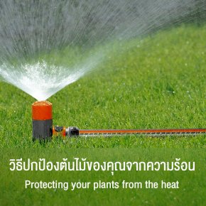 Protecting your plants from the heat