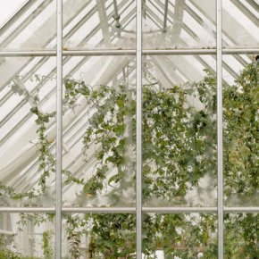 Buying a greenhouse?