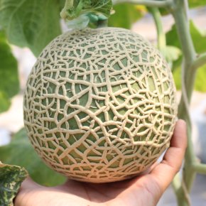 How to grow melons