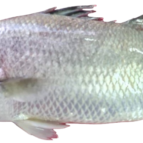 Saltwater Sea Bass