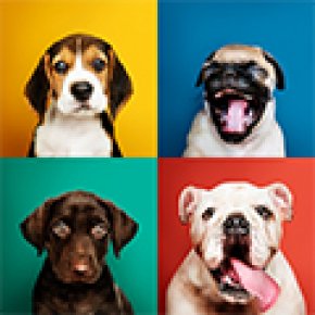 DOG Insurance - ประกันภัยสุนัข