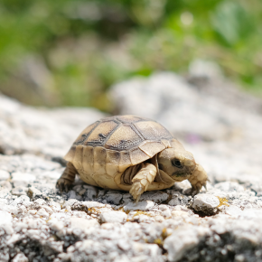 Complete Guide to Caring for Turtle