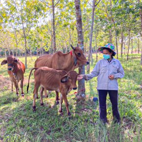 สหกรณ์การเกษตรท่าบ่อ จำกัด ลงพื้นที่ติดตามกำกับดูแลสมาชิกตามโครงการส่งเสริมสมาชิกเลี้ยงวัว/เลี้ยงควาย