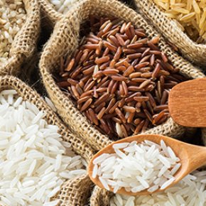 Jasmine Rice Stem Cell