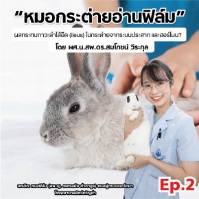 “หมอกระต่ายอ่านฟิล์ม” EP2: ผลกระทบภาวะลำไส้อืด (ileus) ในกระต่ายจากระบบประสาท และฮอร์โมน?