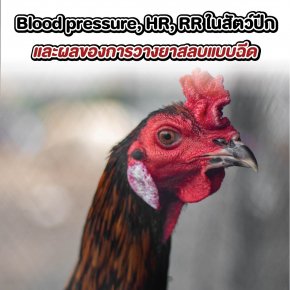 EP2: Blood pressure, HR, RR ในสัตว์ปีก และผลของการวางยาสลบแบบฉีด