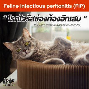 โรคไวรัสช่องท้องอักเสบในแมว (Feline infectious peritonitis)