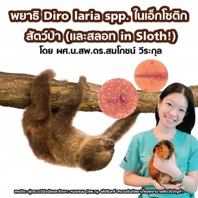 พยาธิ Dirofilaria spp. ในเอ็กโซติก สัตว์ป่า (และสลอท in Sloth!)