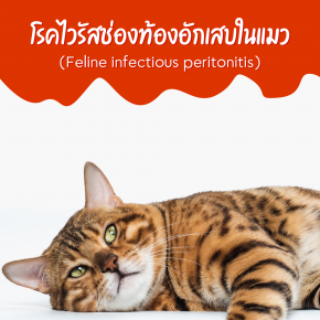 โรคไวรัสช่องท้องอักเสบในแมว (Feline infectious peritonitis)