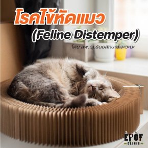 โรคไข้หัดแมว (Feline Distemper) หรือ โรคลำไส้อักเสบติดต่อในแมว (Feline infectious enteritis)