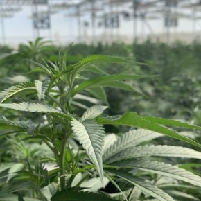 Update! Cannabis Farm 6weeks After Topping