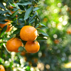 A Traditional Orange orchard Farm