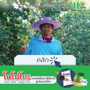 ส้มโอผลใหญ่ ใบเขียวมัน ด้วยโนโปะโกะ EP. 2