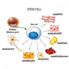 Stem Cell เซลล์ต้นกำเนิด