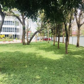 ปูหญ้ามาเลเซีย 750ตรม.หน้างาน นครราชสีมา