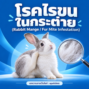Rabbit Mange / Fur Mite Infestation