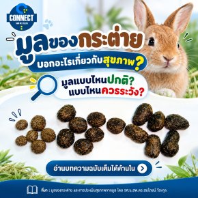 Rabbit Feces and Health Assessment Based on Fecal Characteristics