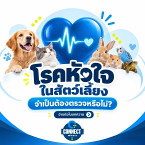 Heart Disease in Pets: The Silent Threat We Shouldnt Ignore