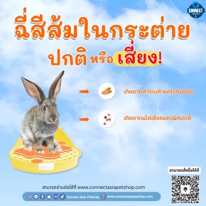 Orange urine in rabbits  is it normal or a cause for concern?